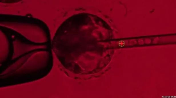 Cientistas criam órgãos humanos em porcos para transplante